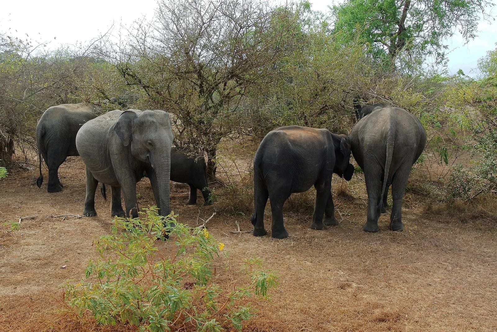 A herd of elephants in Yala National Park
